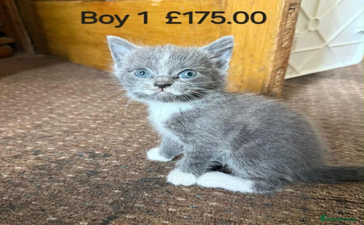 Mixed Breed cats - Advert 16