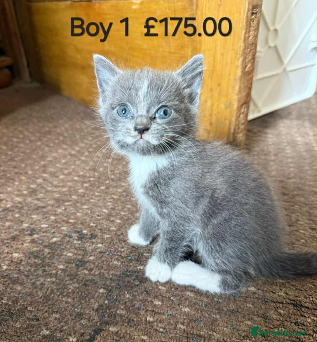 Mixed Breed cats for sale: Mixed breed kittens  - Image 1