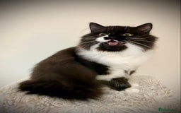 British Longhair cats for sale: Champion line kittens - Image 25