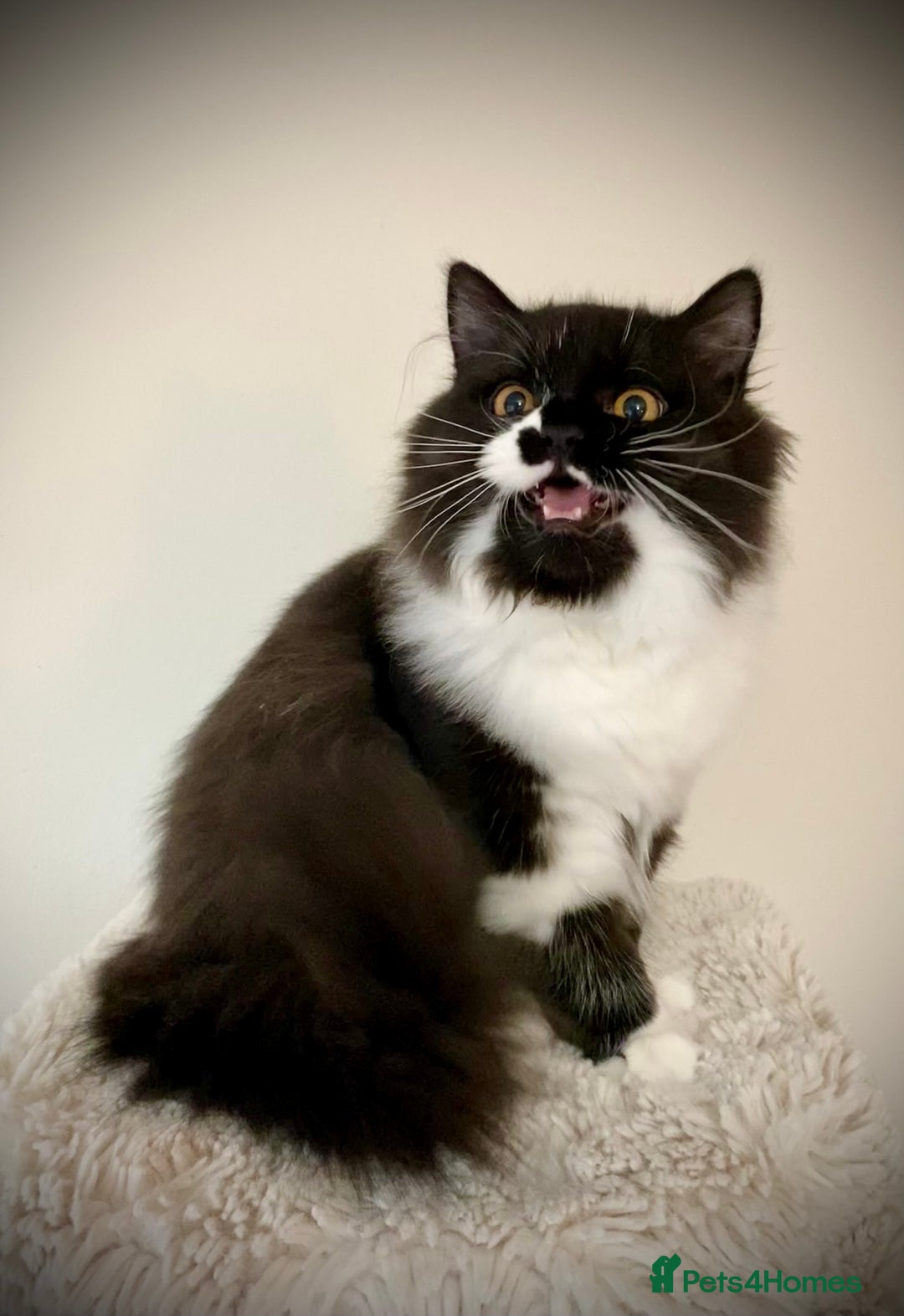 British Longhair cats for sale: Champion line kittens - Image 25