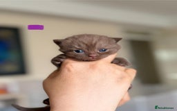 British Shorthair cats for sale: British shorthair blue kitten - Image 4