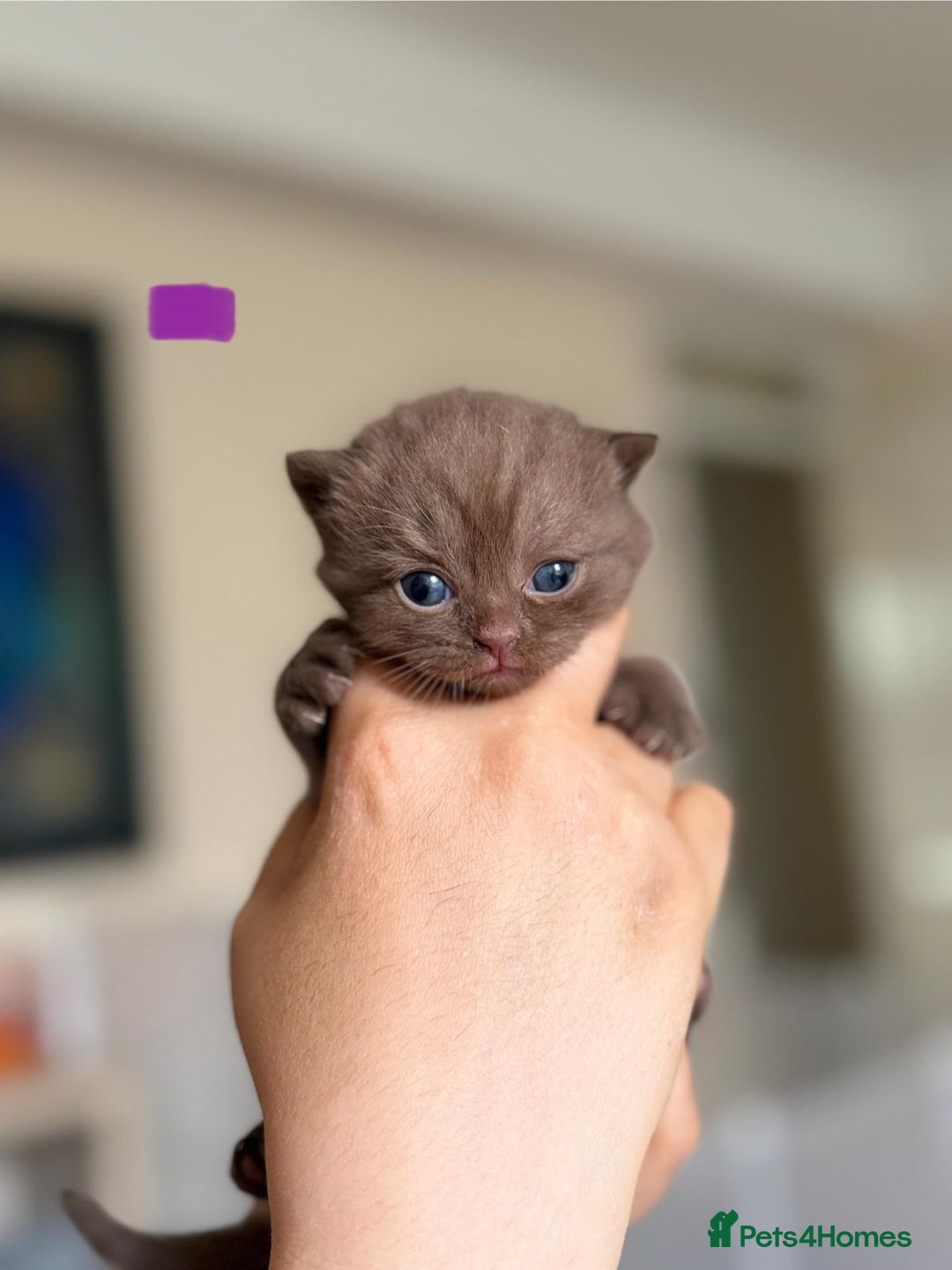 British Shorthair cats for sale: British shorthair blue kitten - Image 4