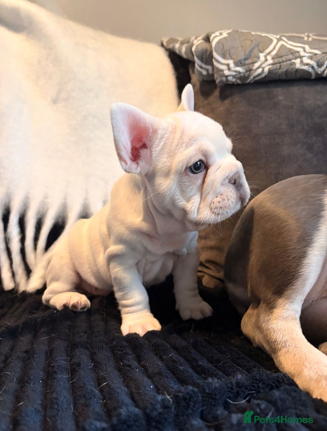 French Bulldog dogs for sale: 5 French bulldog puppies. Pied fluffy - Advert 11