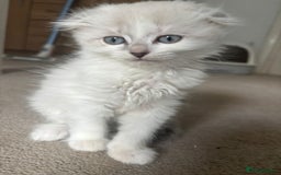 Scottish Fold cats for sale: Scottish fold kittens  - Image 10