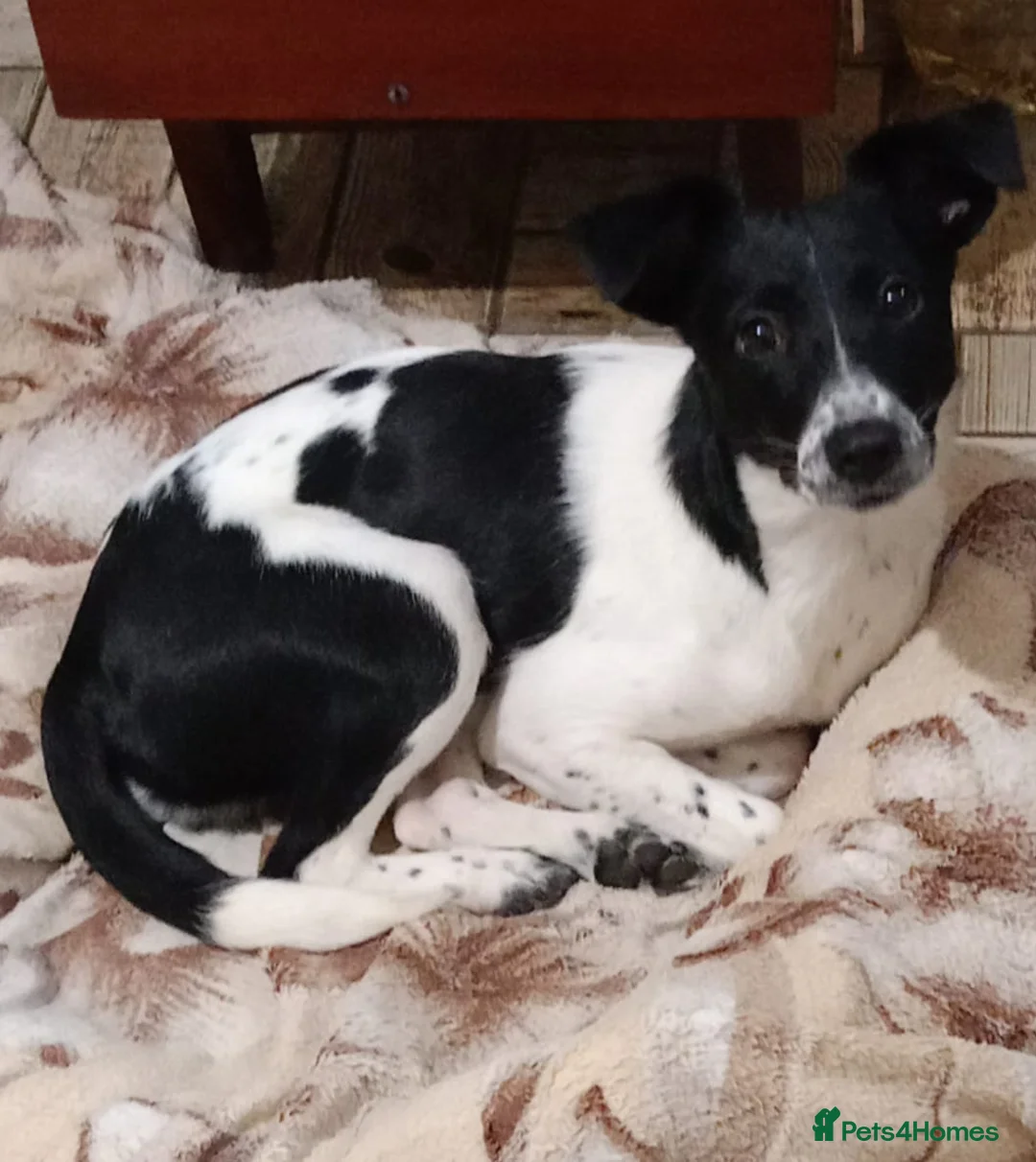Mixed Breed dogs for adoption: ❤️MATILDA❤️ 10 months, low medium below the knee) - Advert 9