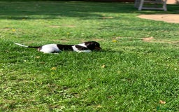 Miniature Dachshund dogs for sale: Beautiful mini daxi puppies pra clear READY NOW - Image 16