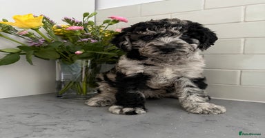 Labradoodle dogs in Harlow - Advert 9