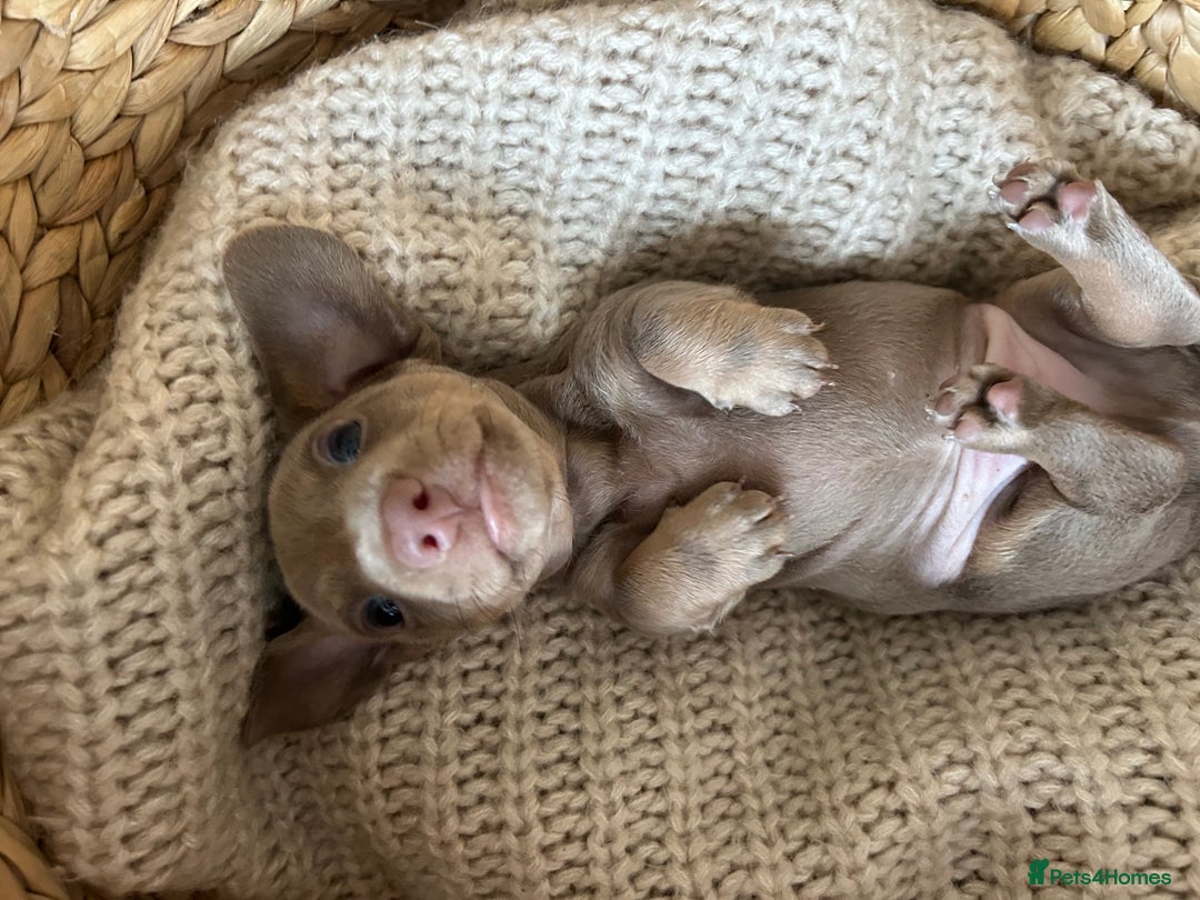 Miniature Dachshund dogs for sale: Miniature dachshunds for sale   - Image 2