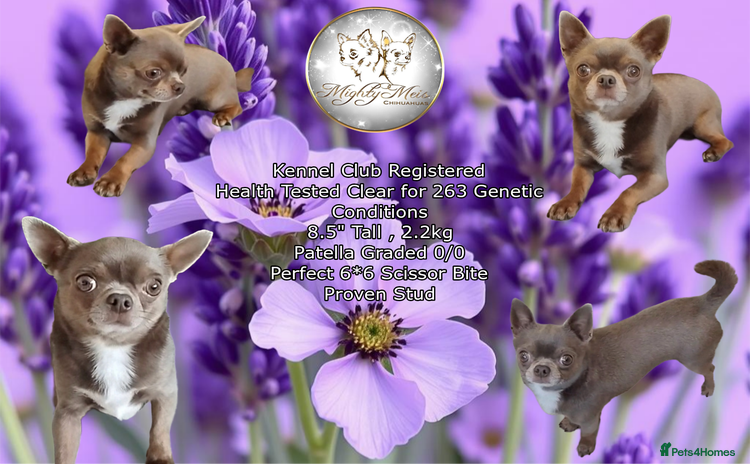 Chihuahua dogs - Advert 1