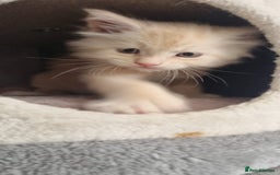 Maine Coon cats for sale: 2 Stunning Cream Pedigree Mainecoons Available  - Image 9