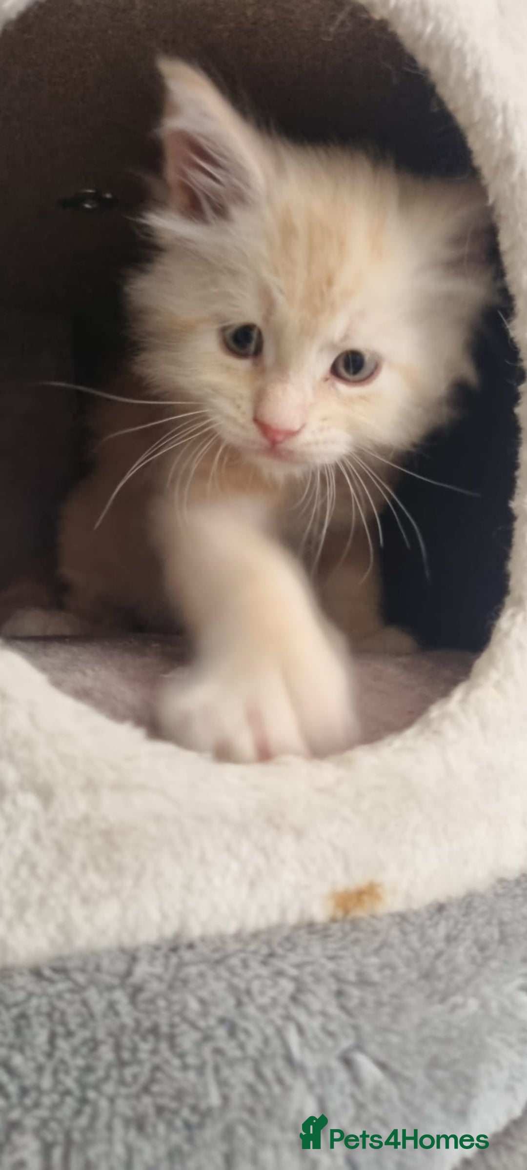 Maine Coon cats for sale: 2 Stunning Cream Pedigree Mainecoons Available  - Image 9