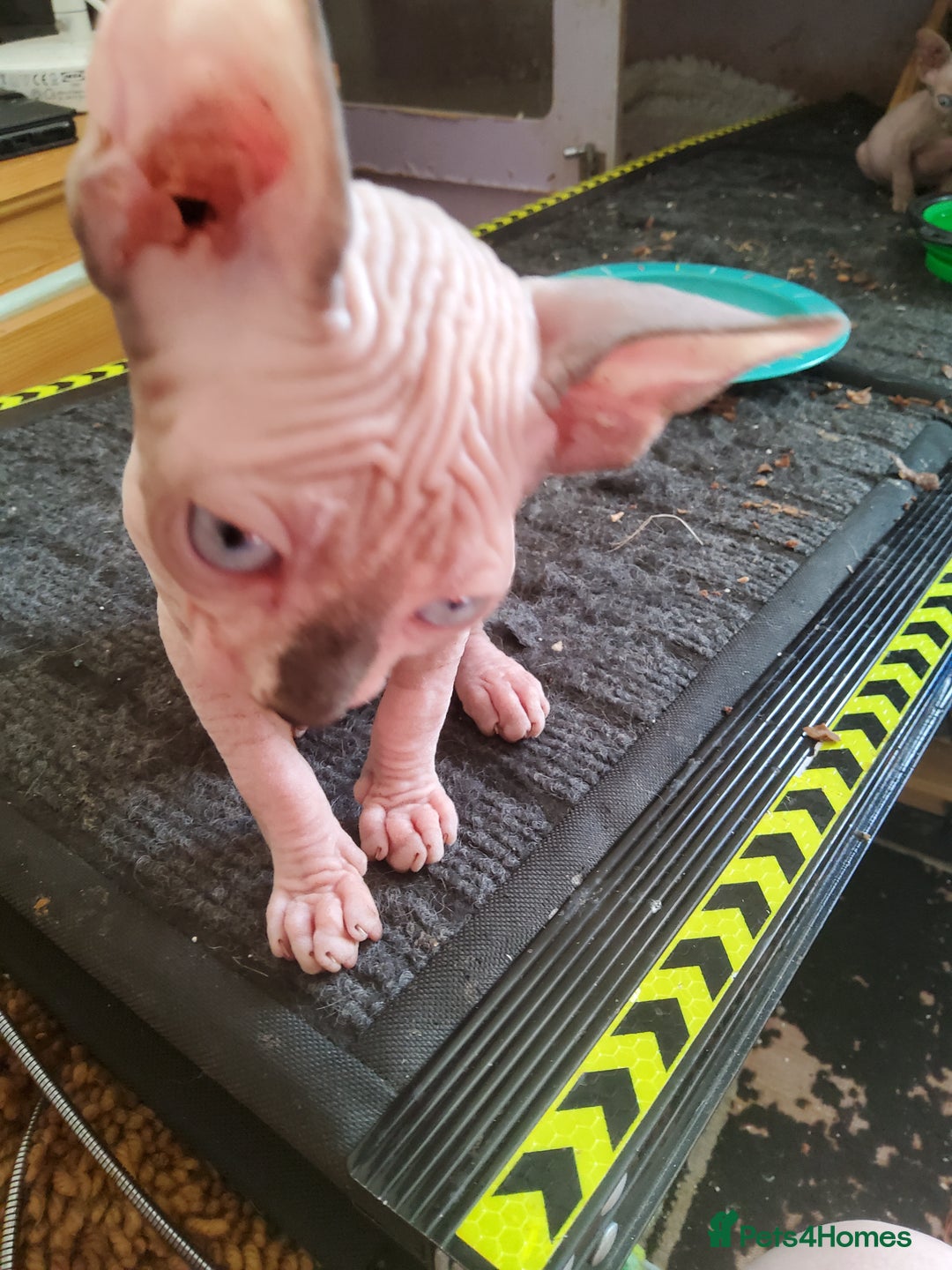 Sphynx cats for sale: I would like a girl and a boy in one family. - Image 4