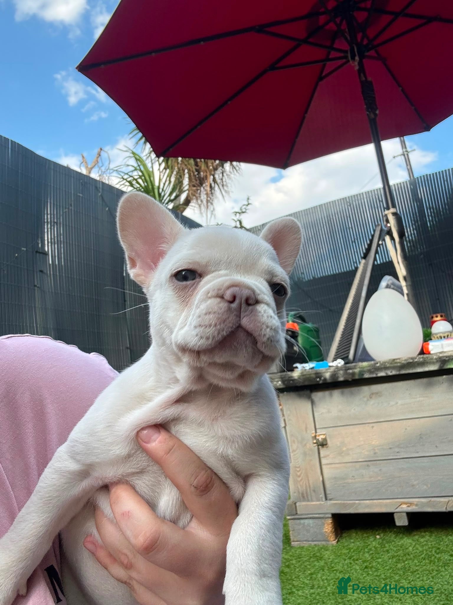 French Bulldog dogs 11 weeks old gorgeous French bulldog puppy - Advert 2