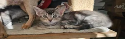 Mixed Breed cats for sale: 🐾 3 Beautiful Abyssinian x Bengal Girls 🐾 - Advert 4