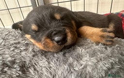 Rottweiler dogs for sale: Rottweiler puppies  - Advert 35
