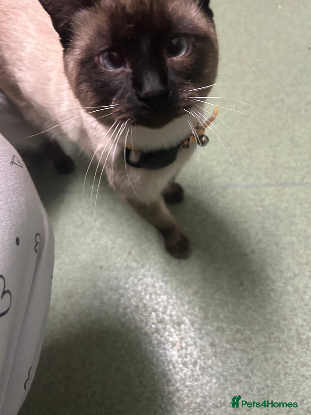 Mixed Breed cats for sale: Musa  - Advert 6