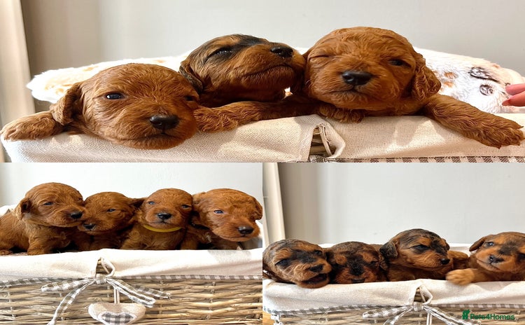 Cockapoo dogs - Advert 9