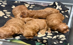 Cavapoo dogs for sale: Cavapoo Pups  - Image 1