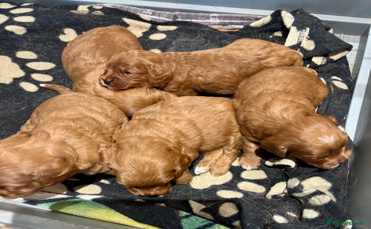 Cavapoo dogs - Advert 6