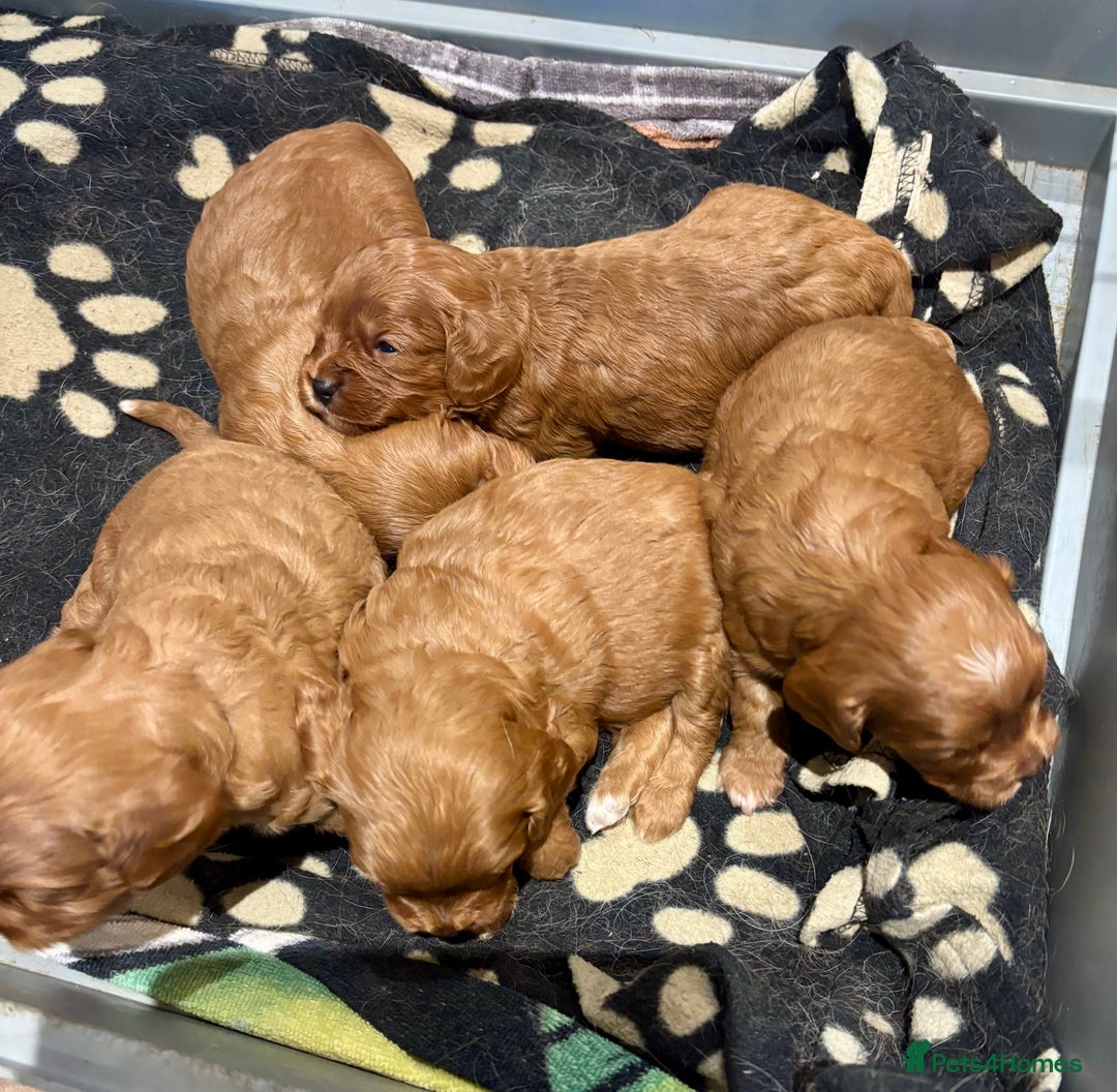 Cavapoo dogs for sale: Cavapoo Pups  - Image 1
