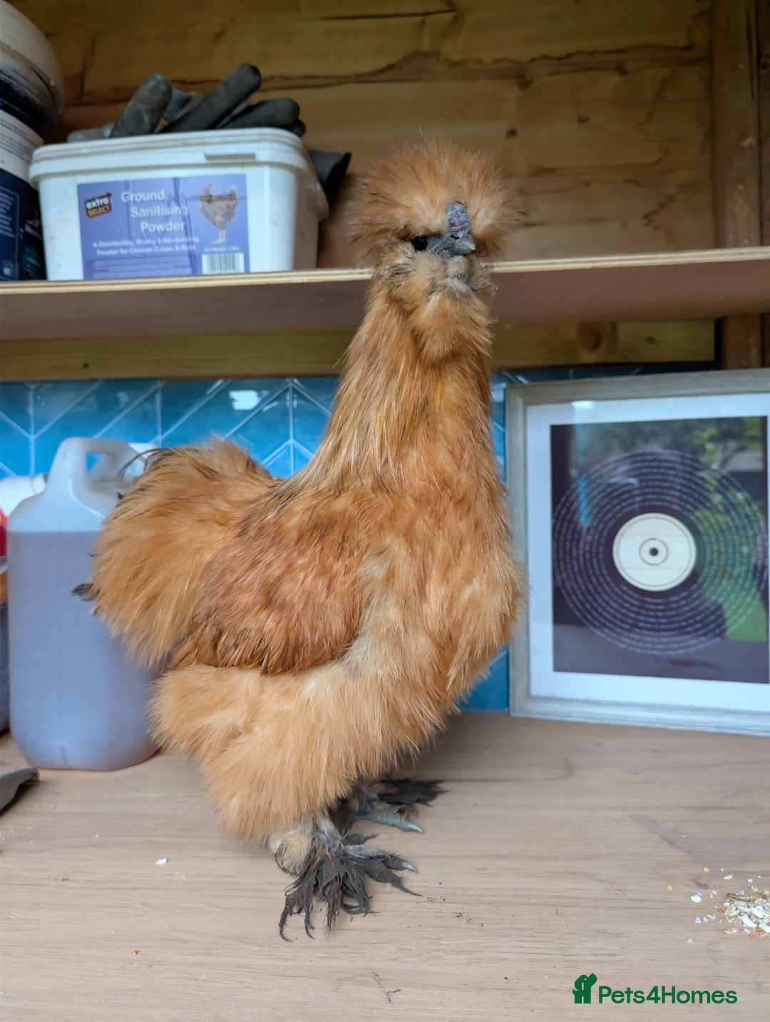 Chickens poultry for sale: Gorgeous Silkie Boy - Image 5