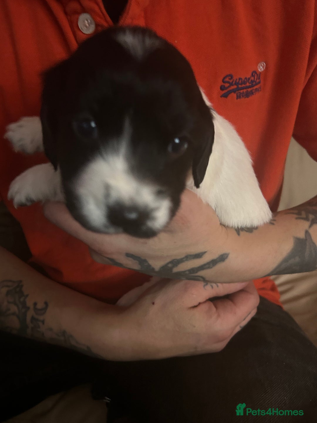 Sprocker dogs for sale: 5 beautiful puppies they were born on the 16/10/25 - Image 5