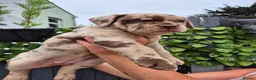 Mastiff dogs for sale: MASTIFF pups for sale in Whitstable - Advert 4