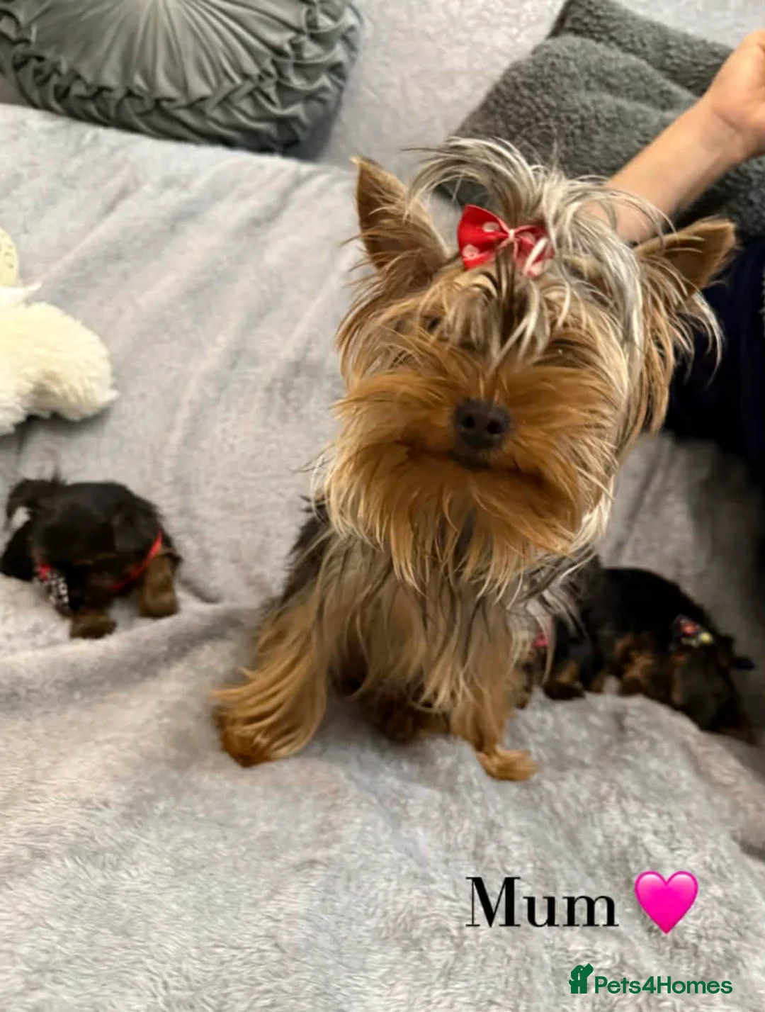 Yorkshire Terrier dogs for sale: Looking for a loving home🏠❤️ - Advert 1