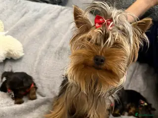 Yorkshire Terrier dogs Looking for a loving home🏠❤️ - Advert 1