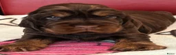 Cocker Spaniel dogs for sale: **Stunning CHOCLATE TAN Show Cocker pups** in Oldbury - Advert 7