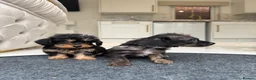 Doxiepoo dogs for sale: Stunning daxiepoos (council licensed breeder) - Advert 8
