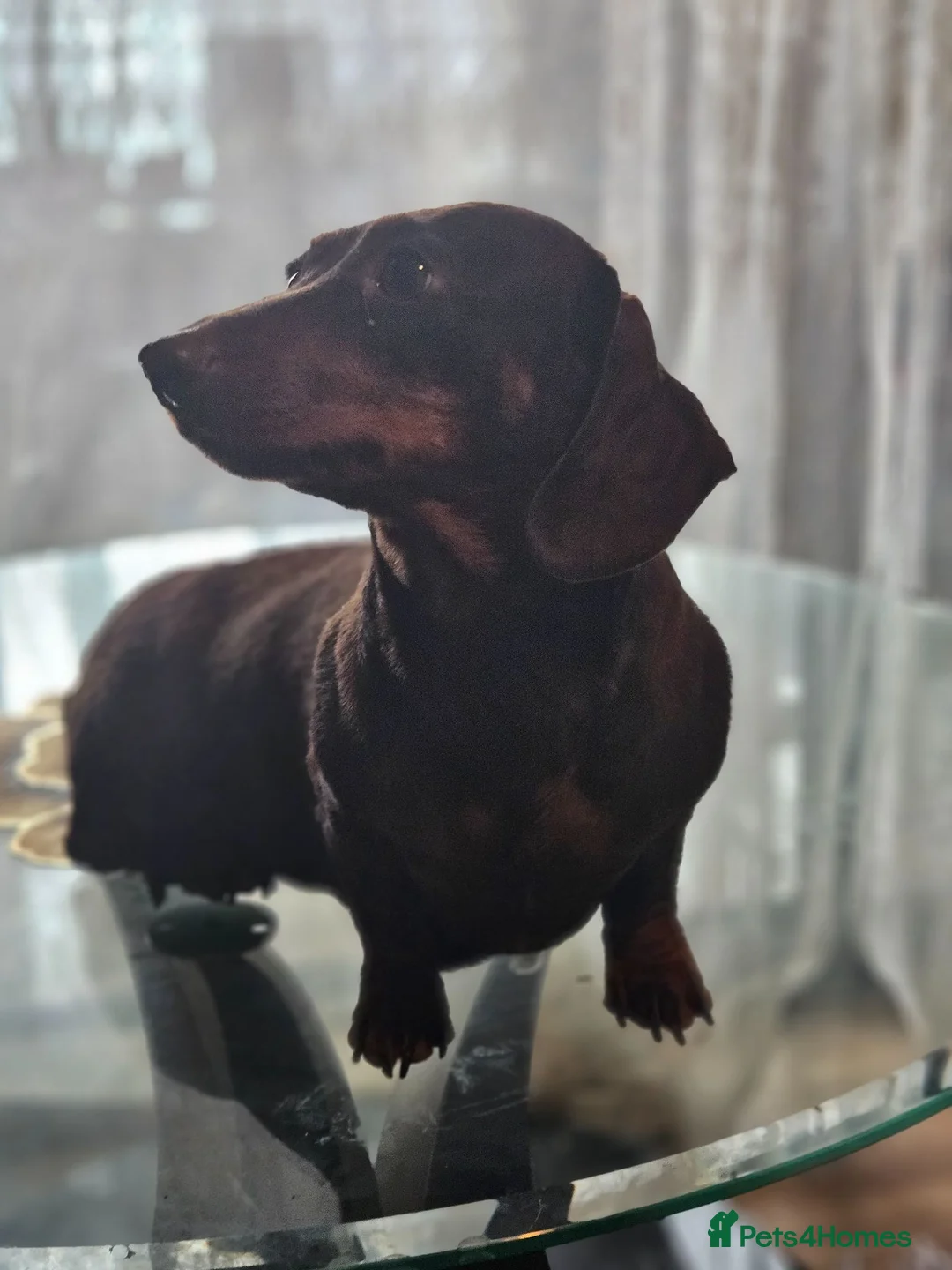 Miniature Dachshund dogs for sale: Miniature dachshund  - Advert 2