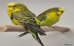Budgerigars birds for sale: RARE mutation from 2023 for breeders in Bracknell - Image 4
