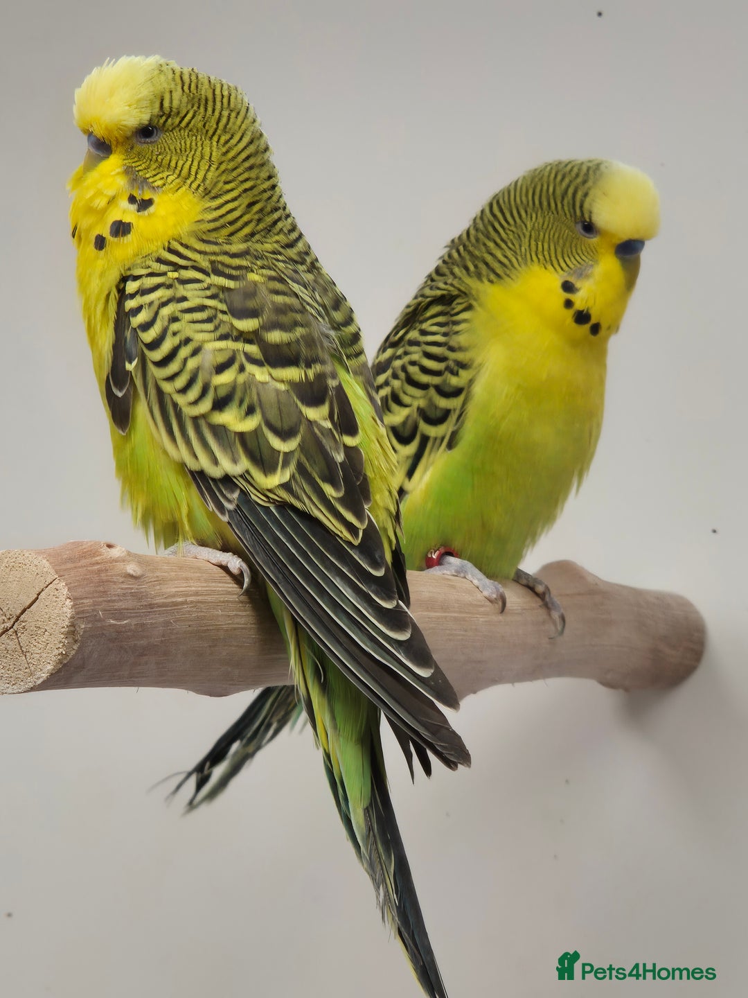 Budgerigars birds for sale: RARE mutation from 2023 for breeders in Bracknell - Image 4