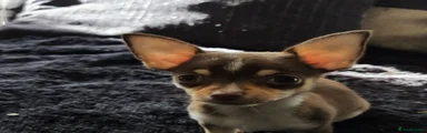 Chihuahua 2