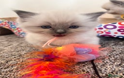 Ragdoll cats for sale: Ragdoll kittens (2 boys and 2 girls)  - Image 10