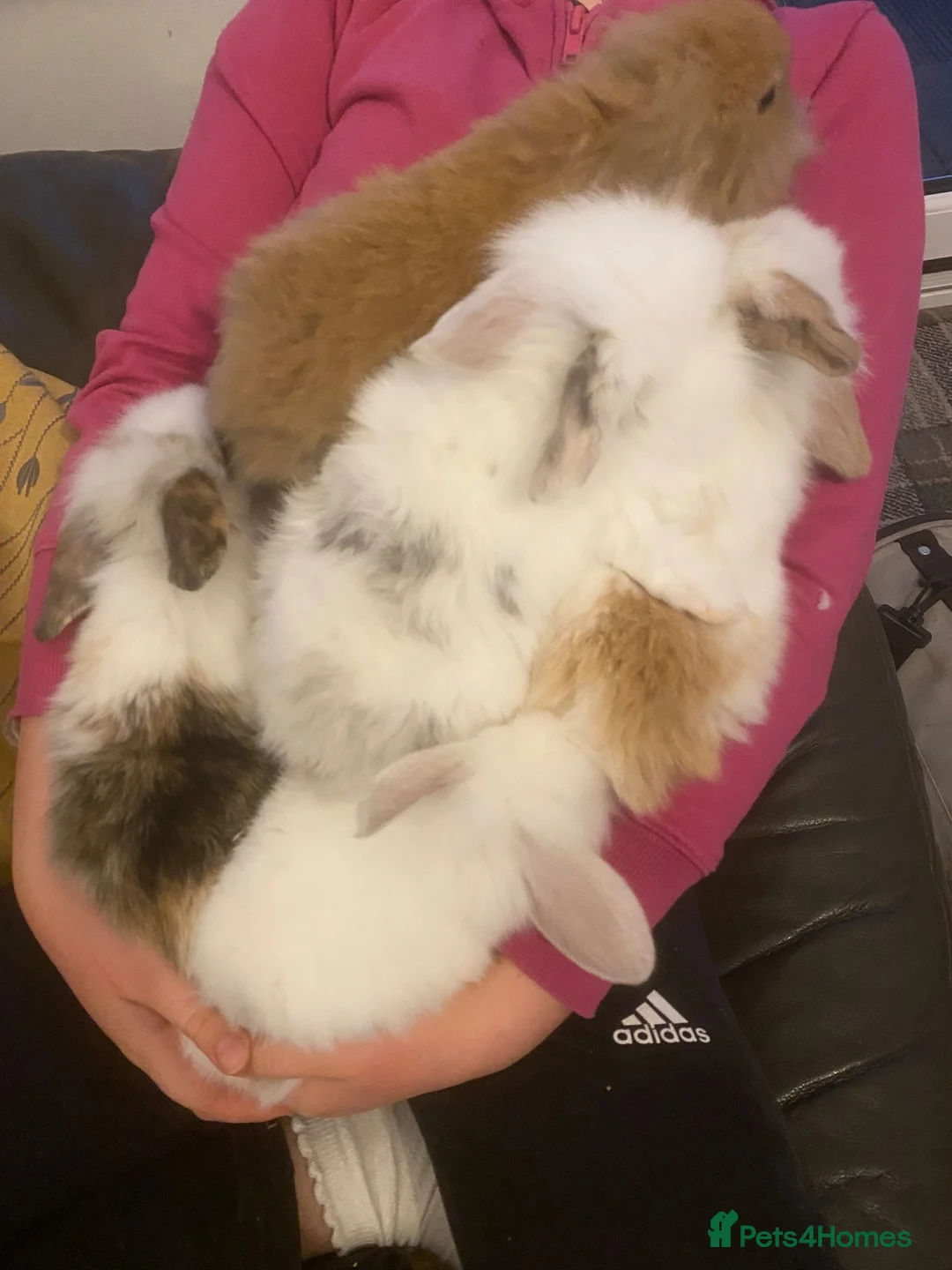 Mini Lop rabbits for sale: Mini lop litter. *Fantastic temperaments* - Advert 12