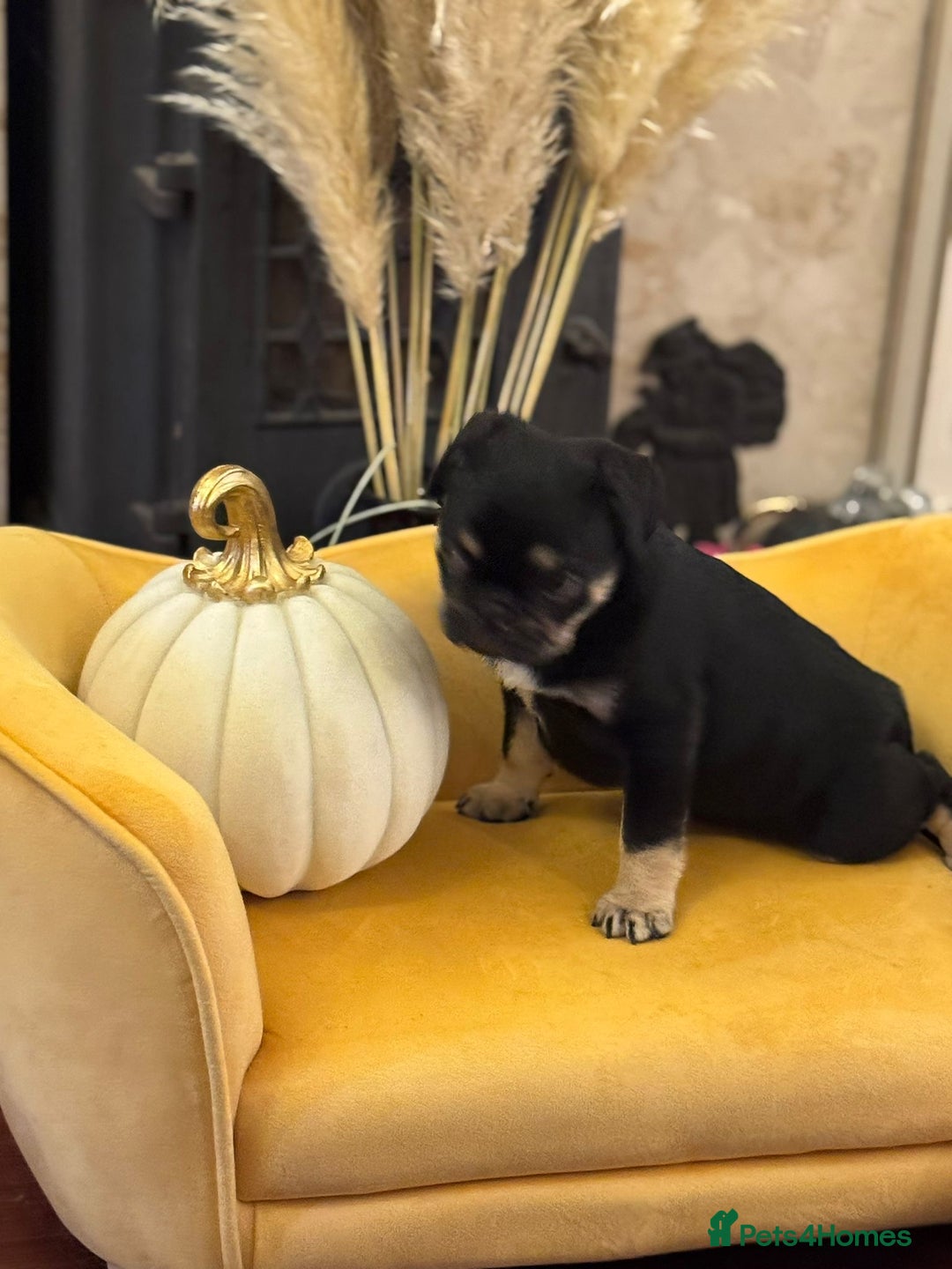 Frug dogs for sale: Frug Puppy **1 left** - Advert 7