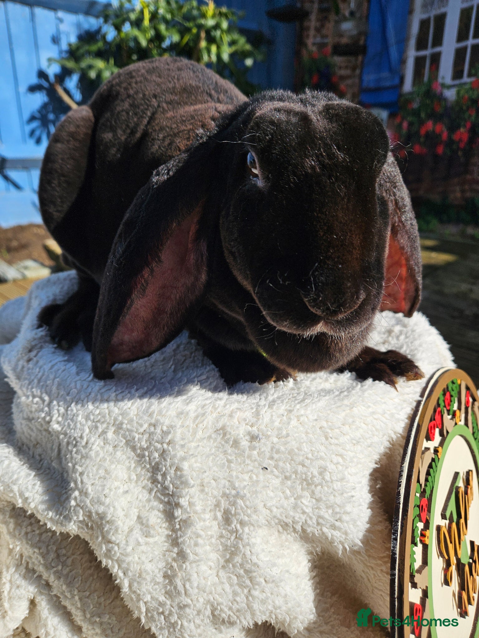 Rex rabbits Velveteen Litter  - Advert 11