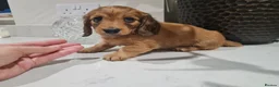 Dachshund dogs for sale: Pra clear,Last 3 beautiful LH Dachshund puppies💗 - Advert 36