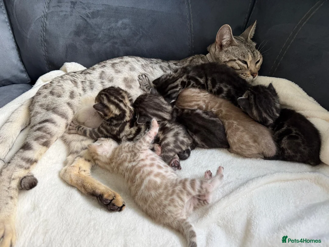 Bengal cats for sale: Bengal Kittens For Sale (6 Left) - Advert 26