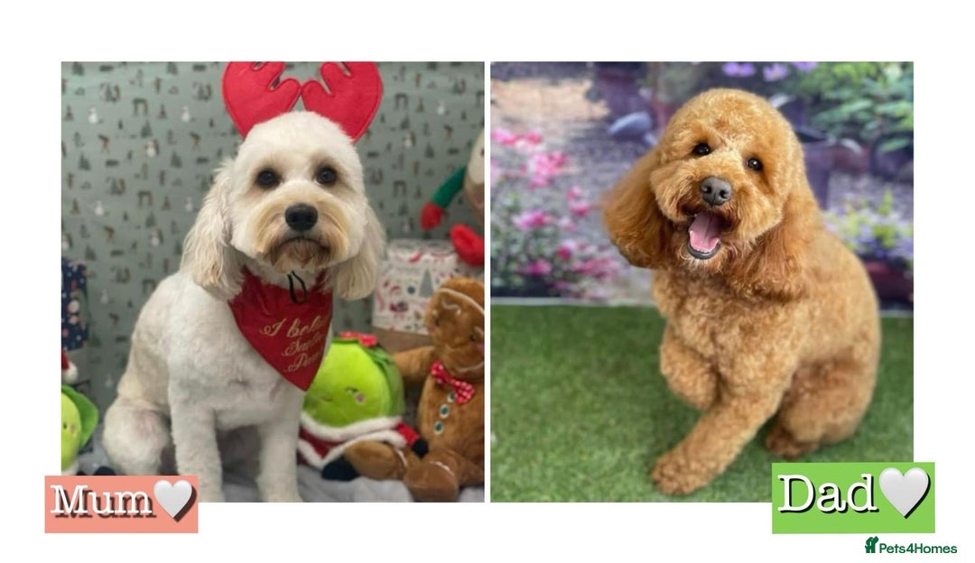 Cockapoo dogs for sale: Cockapoo’s 6 boys 2 girls  - Image 11