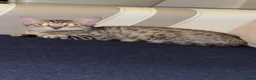 British Shorthair cats for sale: Shorthair Tabby For Sale - Advert 3