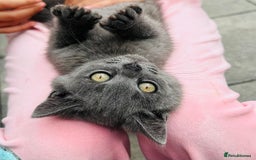British Shorthair cats for sale: British shorthair  - Image 19