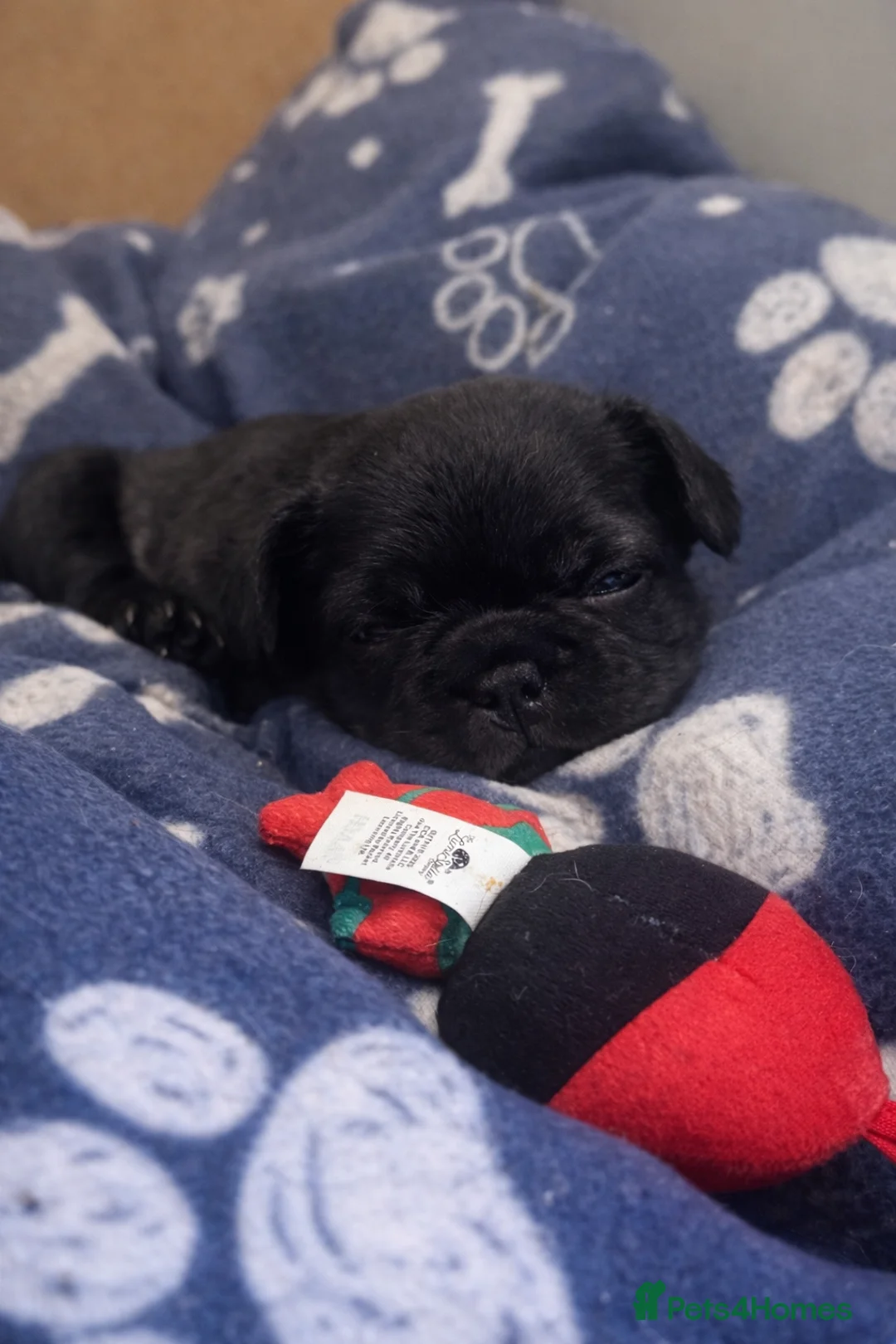 French Bulldog dogs for sale: Reduced price!!! Beautiful French bulldog pups  - Advert 12