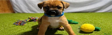 Mixed Breed 2