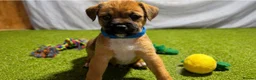 Mixed Breed dogs for sale: Border Lakeland Puppies in Wakefield - Advert 6