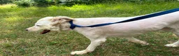 Mixed Breed dogs for adoption: Charlie - Norwich Norfolk  - Advert 6
