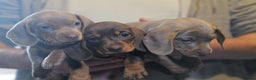 Miniature Dachshund dogs for sale: Adorable KC Registered Miniature Dachshund Puppies - Advert 10