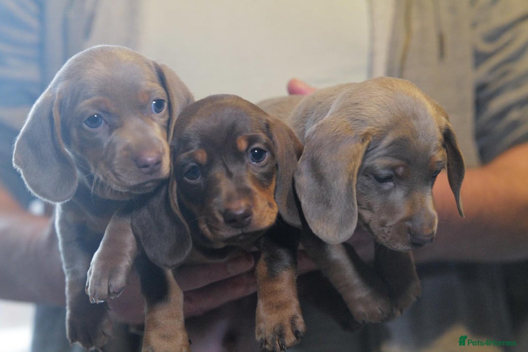 Miniature Dachshund dogs for sale: Adorable KC Registered Miniature Dachshund Puppies - Advert 10